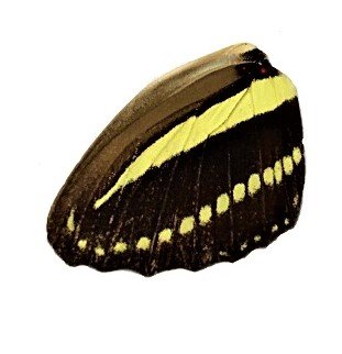 H CHARITHONIA HIND WING